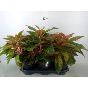 Aglaonema  'Jungle Red'