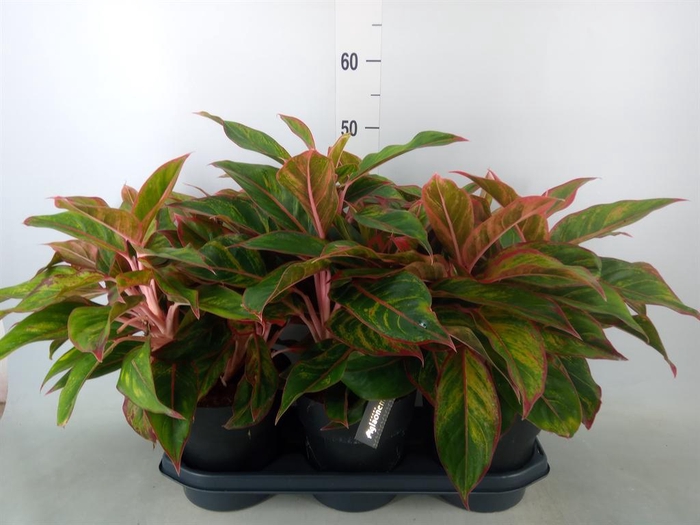 <h4>Aglaonema  'Jungle Red'</h4>