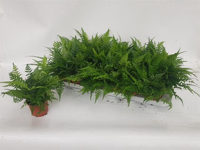 <h4>ATHYRIUM P9</h4>