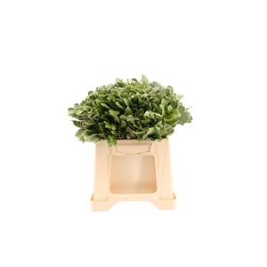 Pittosporum Ilan 40cm