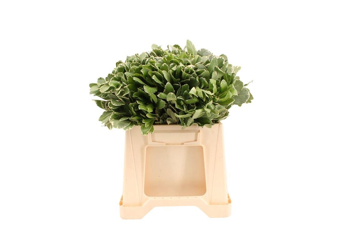 <h4>Pittosporum Ilan 40cm</h4>
