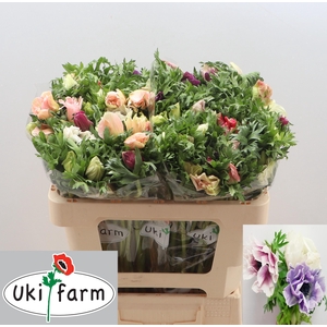 Anem Co Galil Pastel