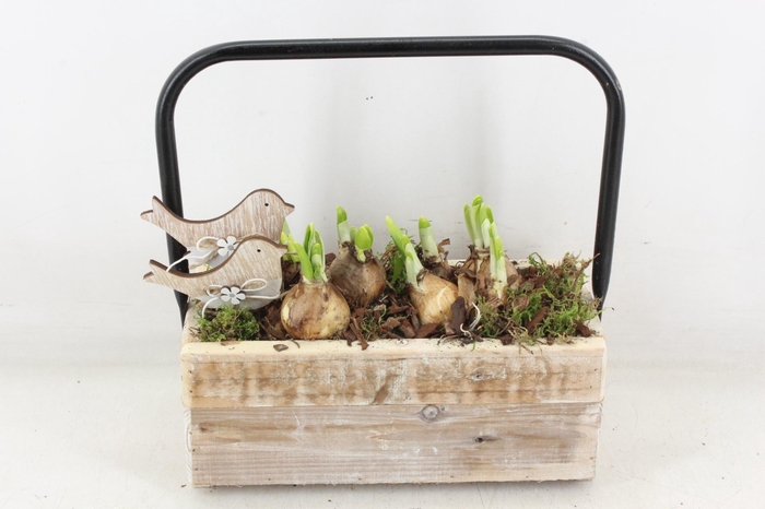 <h4>arr4 Narcis JS - Hout rechth. hengsel</h4>