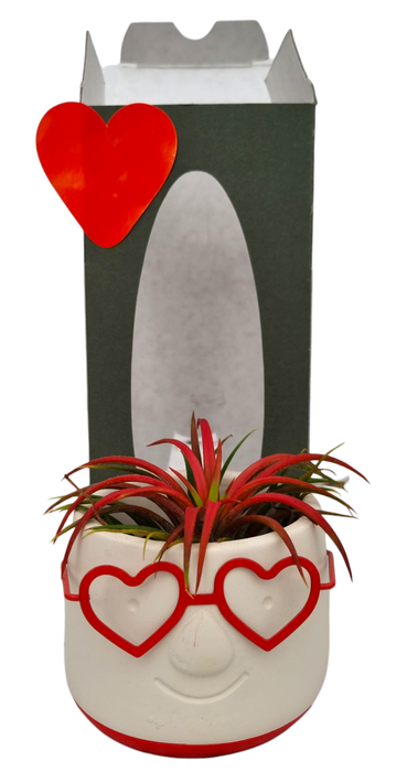 <h4>Tillandsia Love Dude gift package</h4>