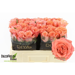 R Gr Blushing Reeva Diya