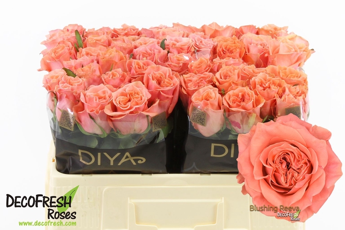 <h4>R Gr Blushing Reeva Diya</h4>
