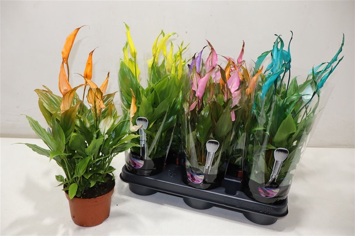 <h4>Spath Chopin</h4>