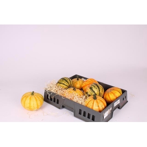 CUCURBITA