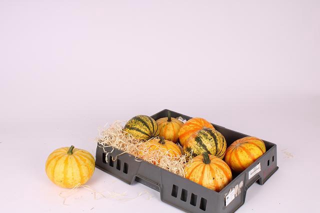 <h4>CUCURBITA</h4>