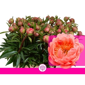 PAEO  CORAL CHARM