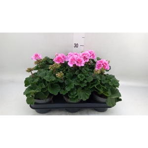 Pelargonium zona.   ...F1