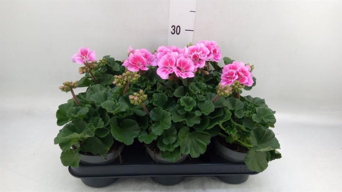 <h4>Pelargonium zona. ...F1</h4>