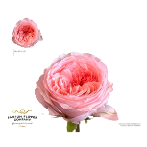 Rosa Garden Mayfield