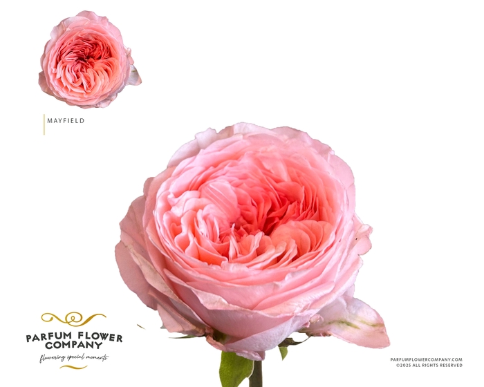 <h4>Rosa Garden Mayfield</h4>