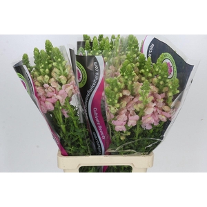 Antirrhinum Potomac Early Pink