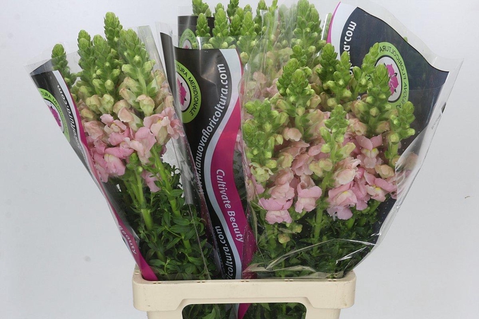 <h4>Antirrhinum Potomac Early Pink</h4>