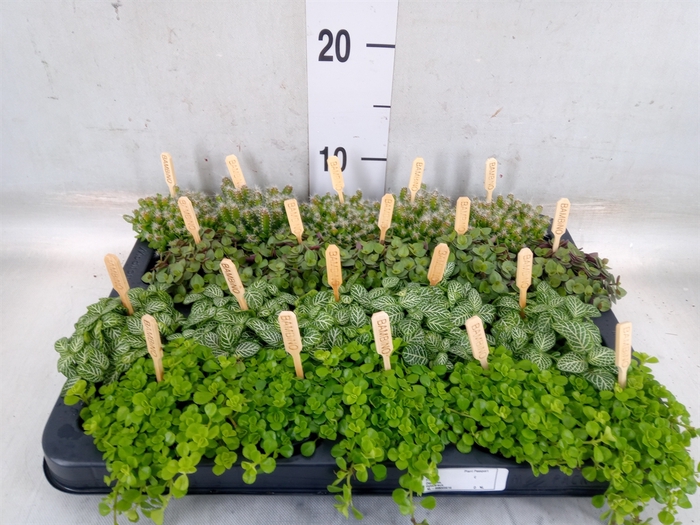 <h4>Planten  ..mix</h4>