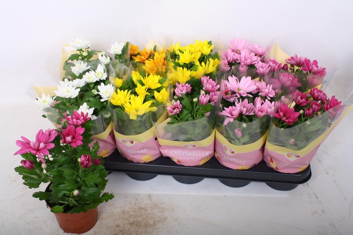 <h4>Chrys Gem 7 Kl</h4>