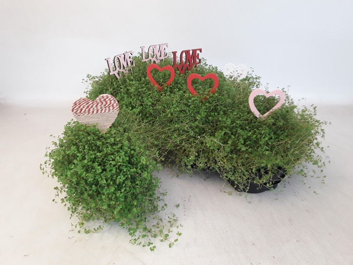 <h4>SOLEI SOL GROEN</h4>