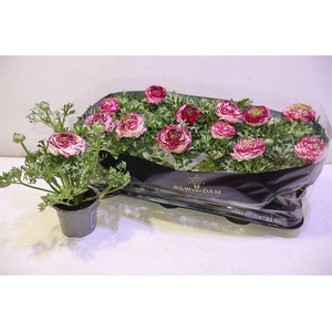 Ranun Sprink Vio Bic