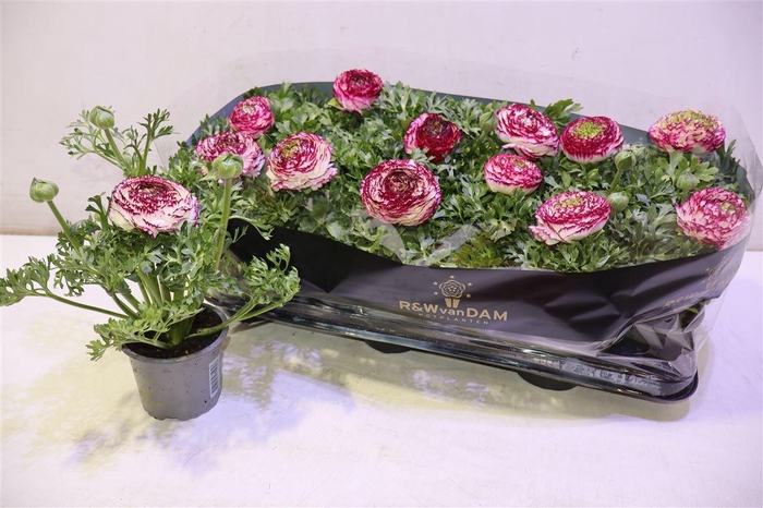 <h4>Ranun Sprink Vio Bic</h4>