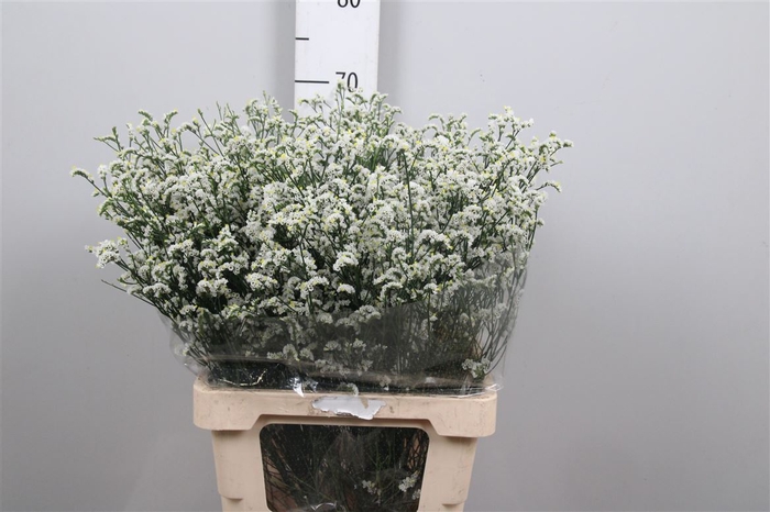 <h4>Lim Sin Mountain Diamond White</h4>
