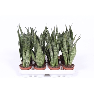 Sansevieria zeylanica