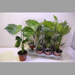 Monstera Deliciosa