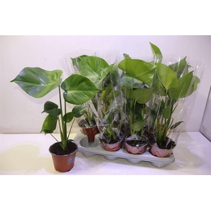 arr8 Monstera Deliciosa