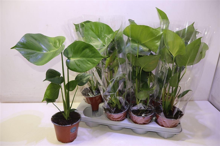 <h4>Monstera Deliciosa</h4>
