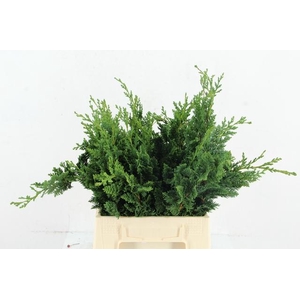 CONIFEER WISSELI PER BUNCH