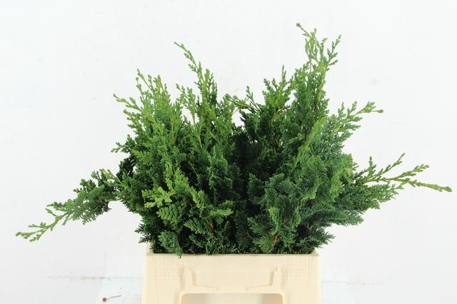 <h4>CONIFEER WISSELI PER BUNCH</h4>