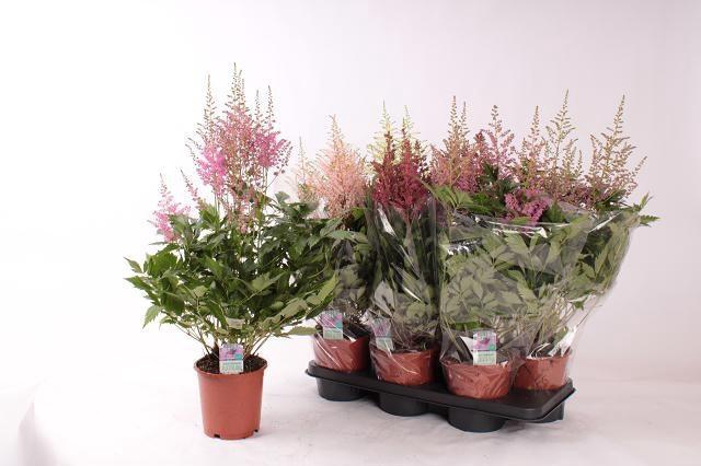 <h4>ASTILB GEM 4 KL</h4>