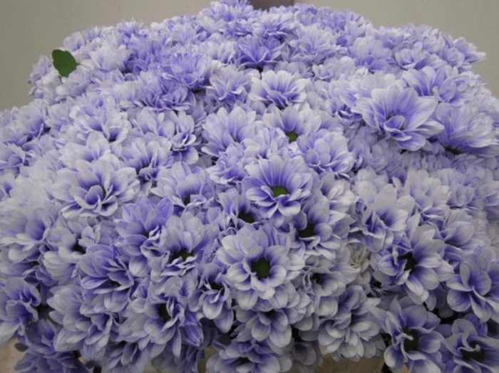 <h4>Chr T Bacardi Pastel Lilac</h4>