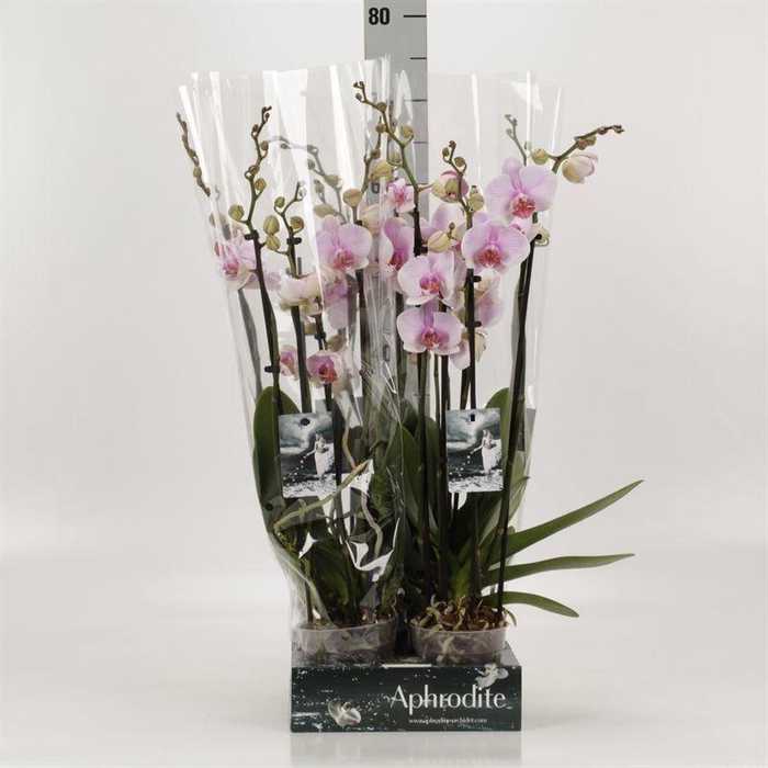 <h4>Phalaenopsis  'FC Eve'</h4>