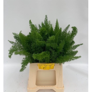 Asparagus densiflorus 'Meyers'