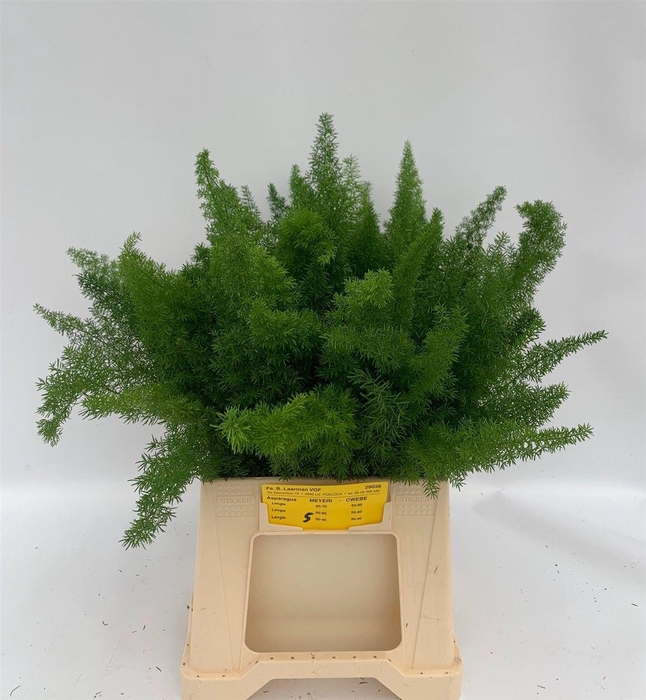 <h4>Asparagus densiflorus 'Meyers'</h4>