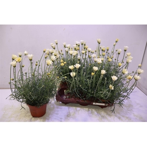 Rhodan H Zagora Yell