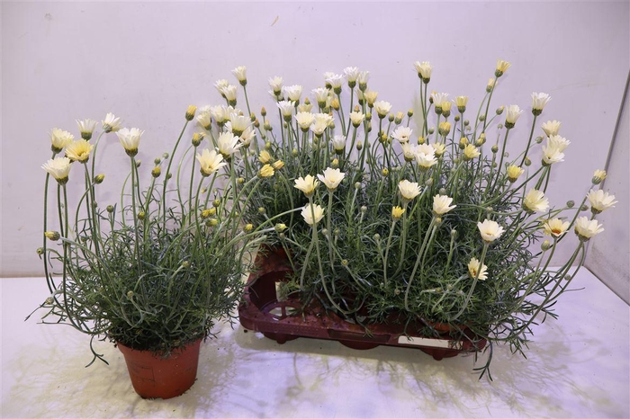 <h4>Rhodan H Zagora Yell</h4>