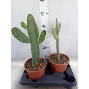 Opuntia