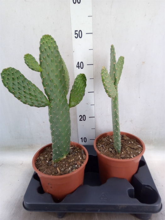 <h4>Opuntia</h4>