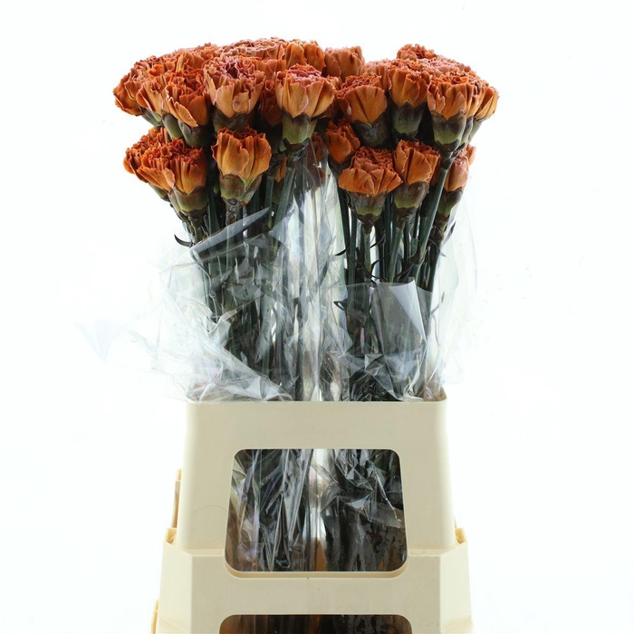 <h4>Di St Col Klb H% Cct-037</h4>