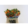 Ornithogalum Sunshine Orange