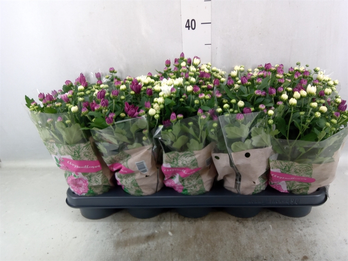 <h4>Chrysanthemum  'Mnt Aubisq'  ..mx/p</h4>