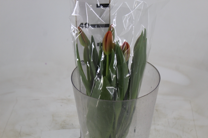 <h4>TULIPA LARANJA</h4>