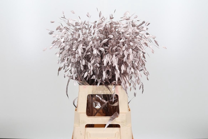 <h4>Chasmantium Kl Bh Champagne</h4>