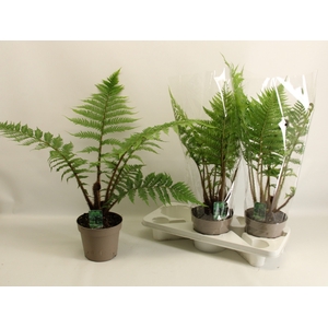 CYATHEA AUSTRALIS
