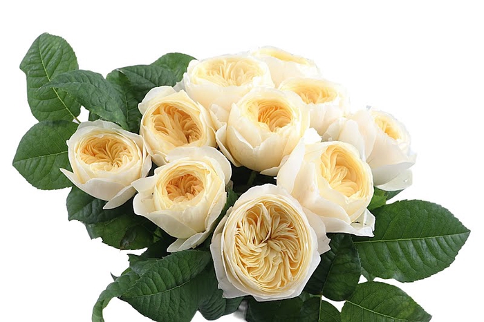 <h4>Rosa Garden Nona</h4>