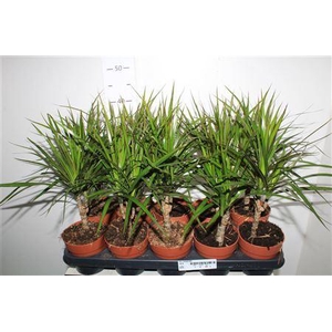 ** Dra Marginata * Spring Deal *