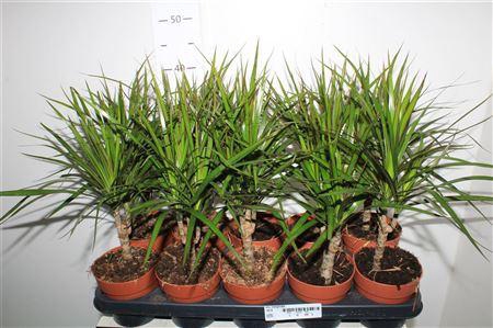 <h4>** Dra Marginata * Spring Deal *</h4>